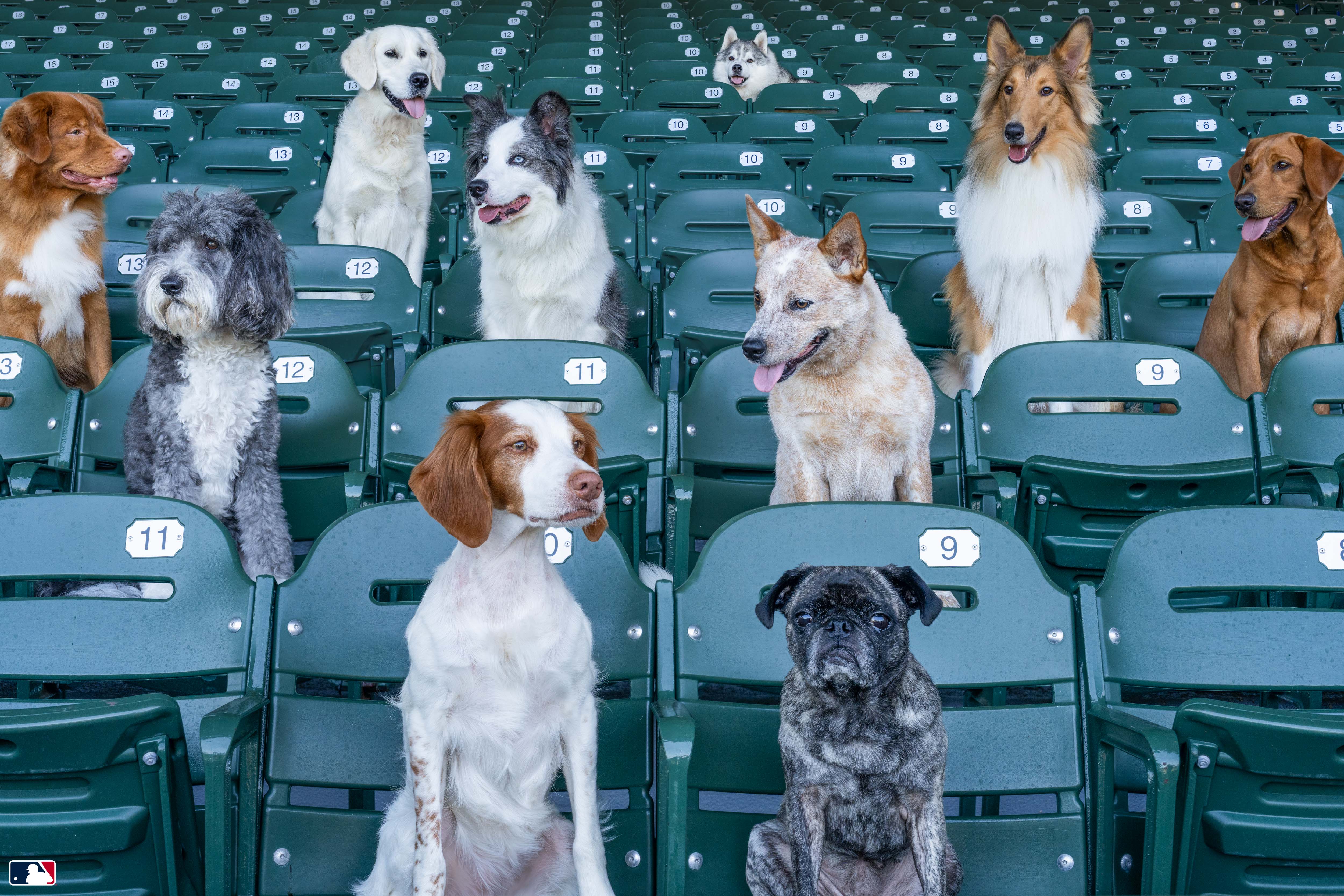 The Spectators, Wrigley Field™, Chicago